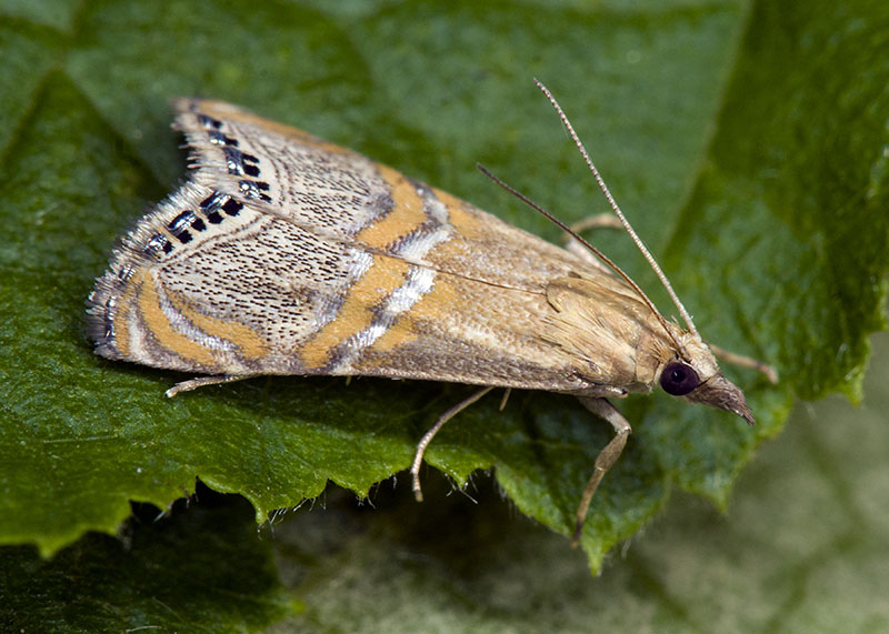 Euchromius bellus, Crambidae